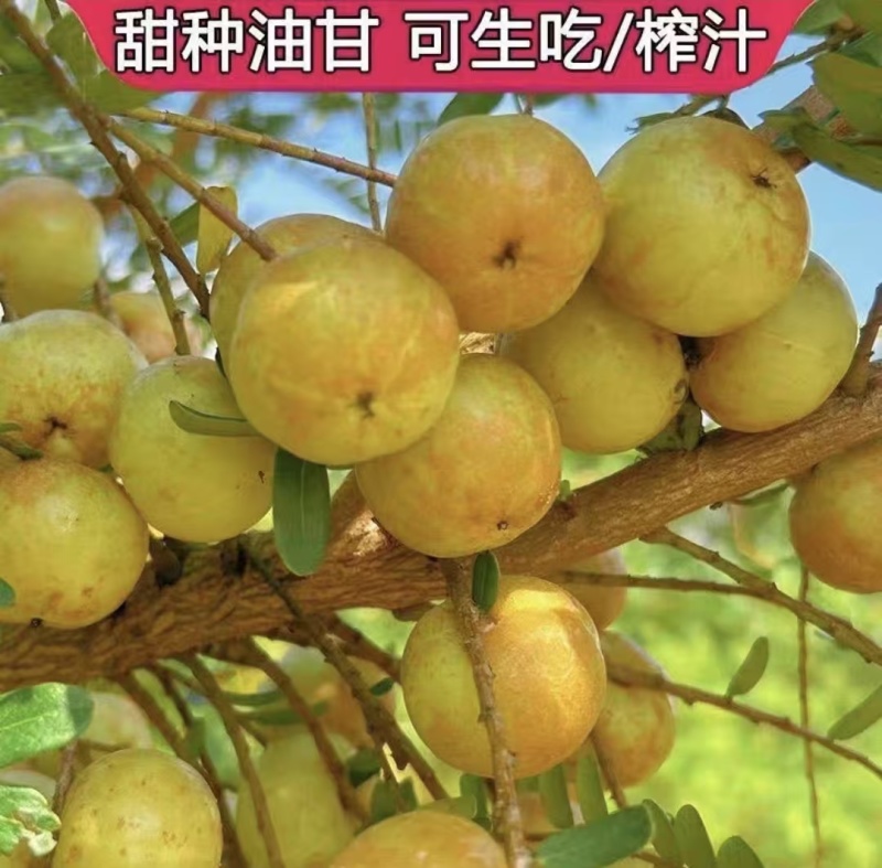 本地货潮汕甜油甘果牛柑果余甘果量大从优品质保证欢迎来电