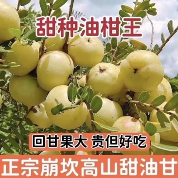 广东潮汕甜油甘果牛柑果量大从优诚信合作欢迎来电咨询