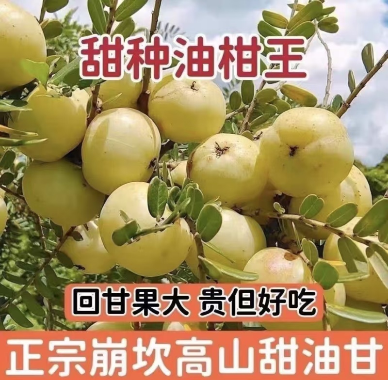 广东潮汕甜油甘果牛柑果量大从优诚信合作欢迎来电咨询