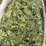 薄荷叶大货价10元/斤