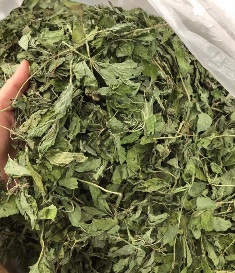 薄荷叶大货价10元/斤