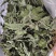 薄荷叶大货价10元/斤