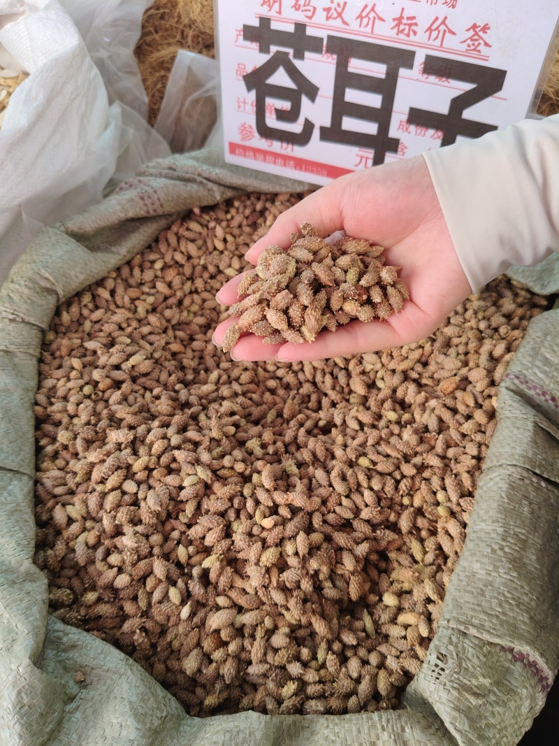 苍耳子大货价7.5元/斤