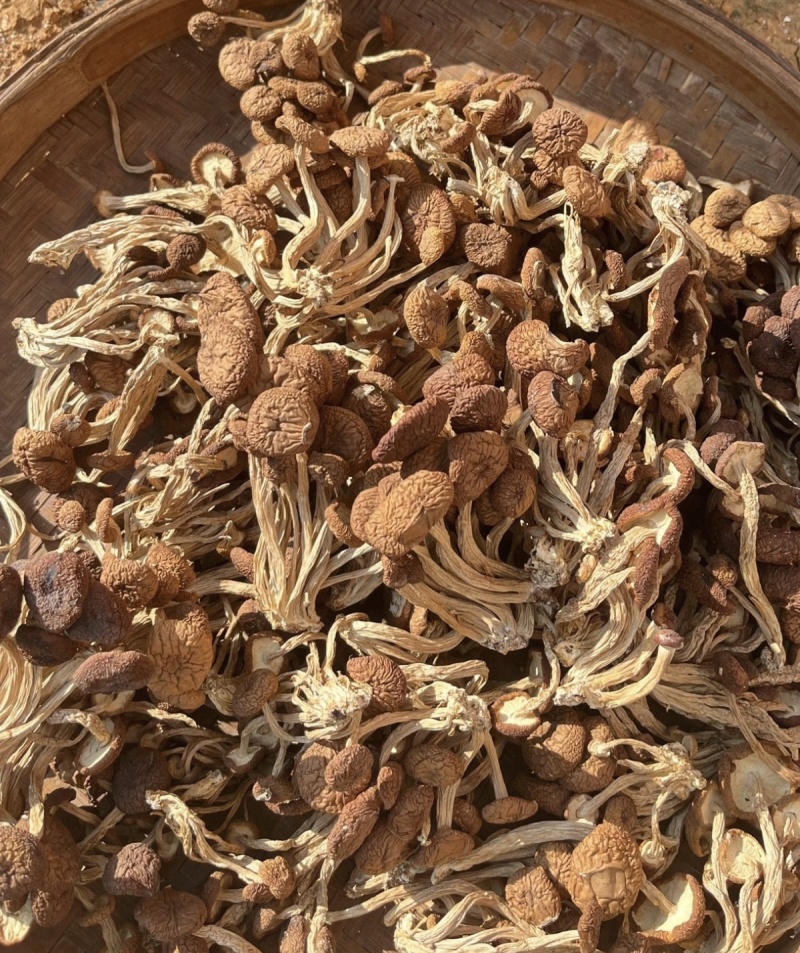 茶树菇大货价60元/斤