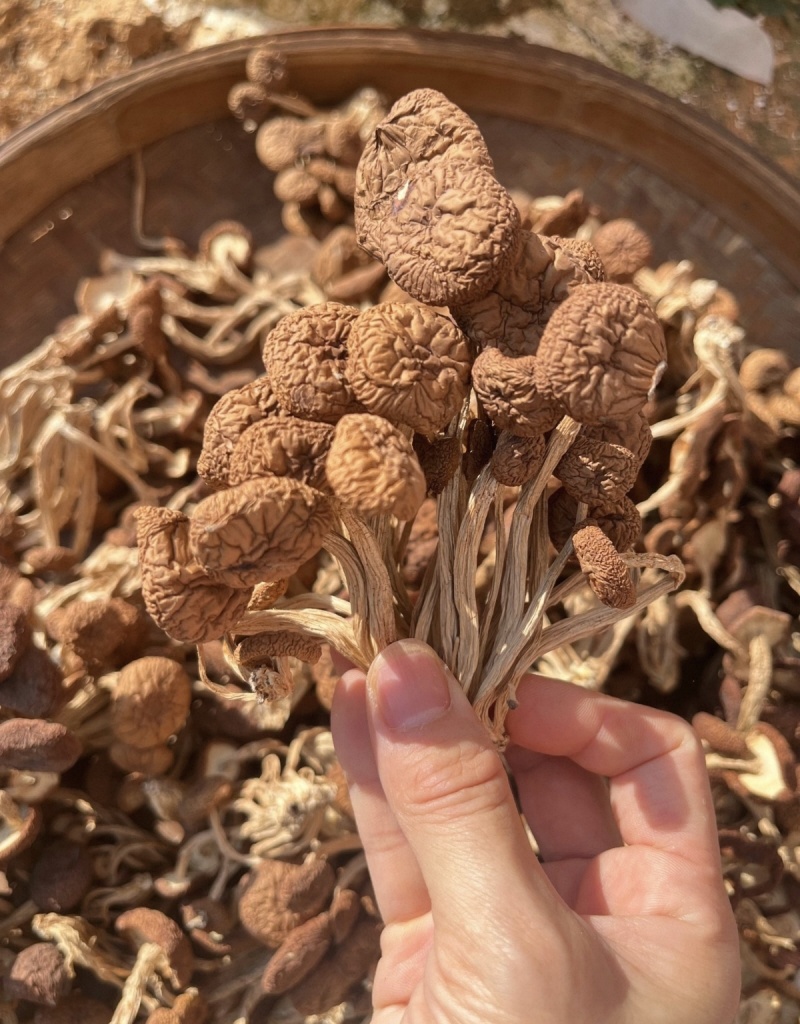 茶树菇大货价60元/斤