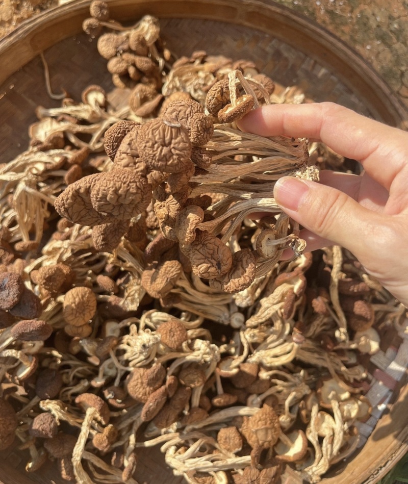 茶树菇大货价60元/斤