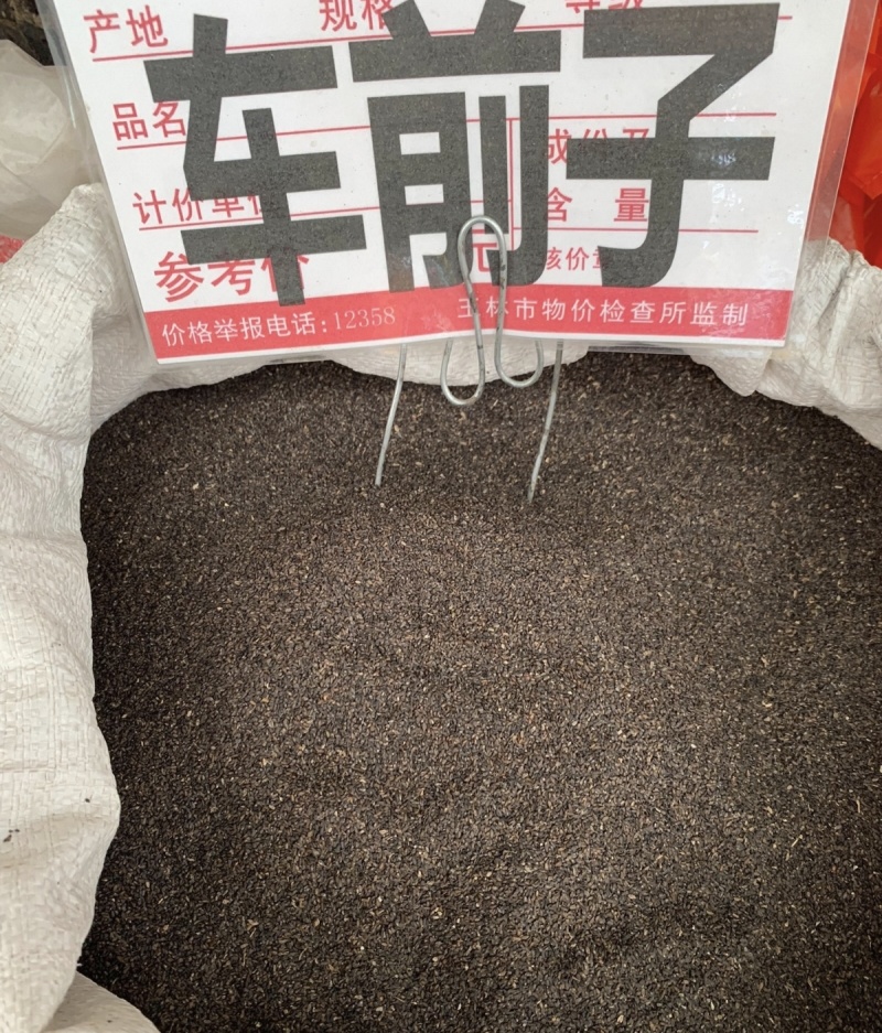 车前子大货价12.5元/斤