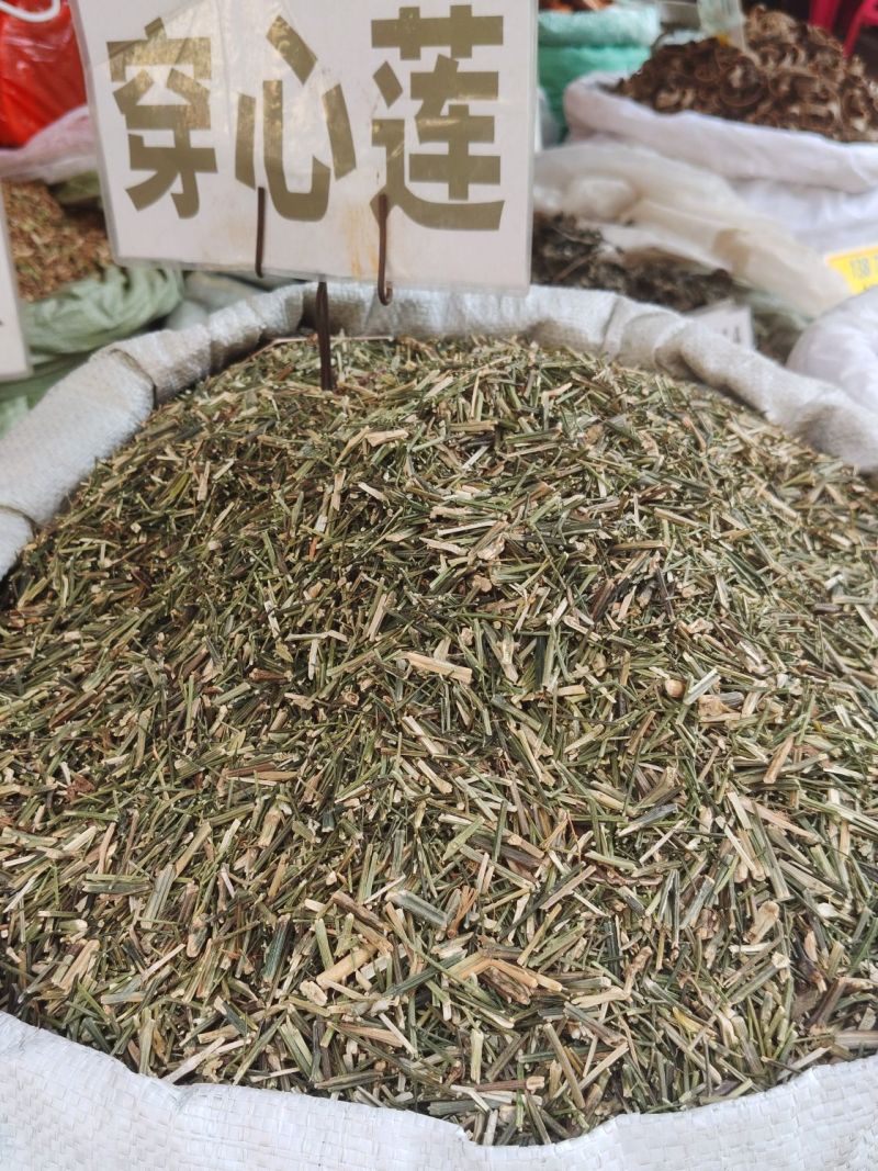 穿心莲大货价3.5元/斤