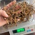 冬虫夏草大货价85元/克