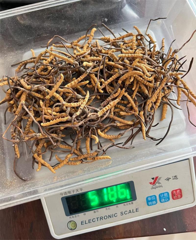 冬虫夏草大货价85元/克