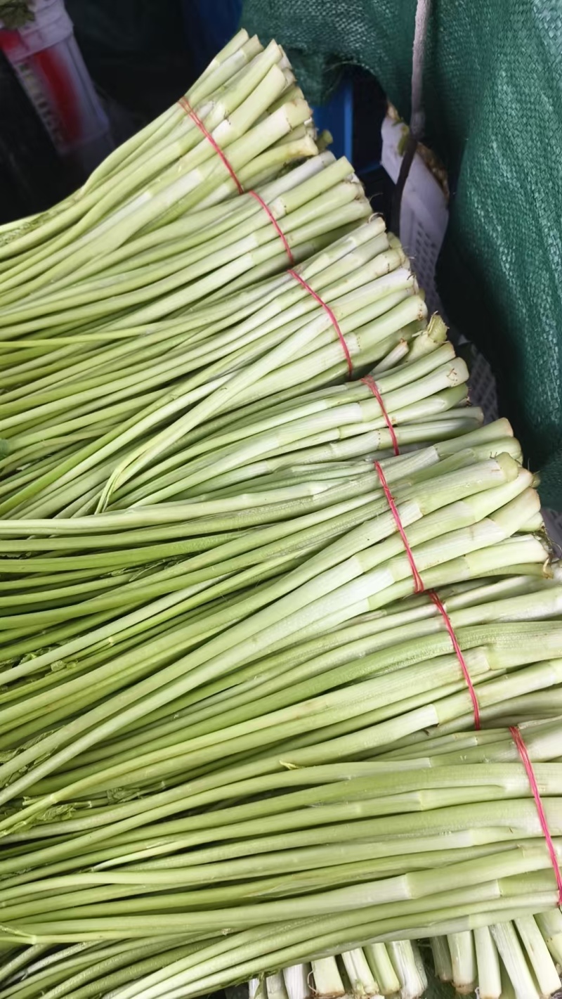 【芹菜】江苏精品水芹货源充足质量保障对接各大电商