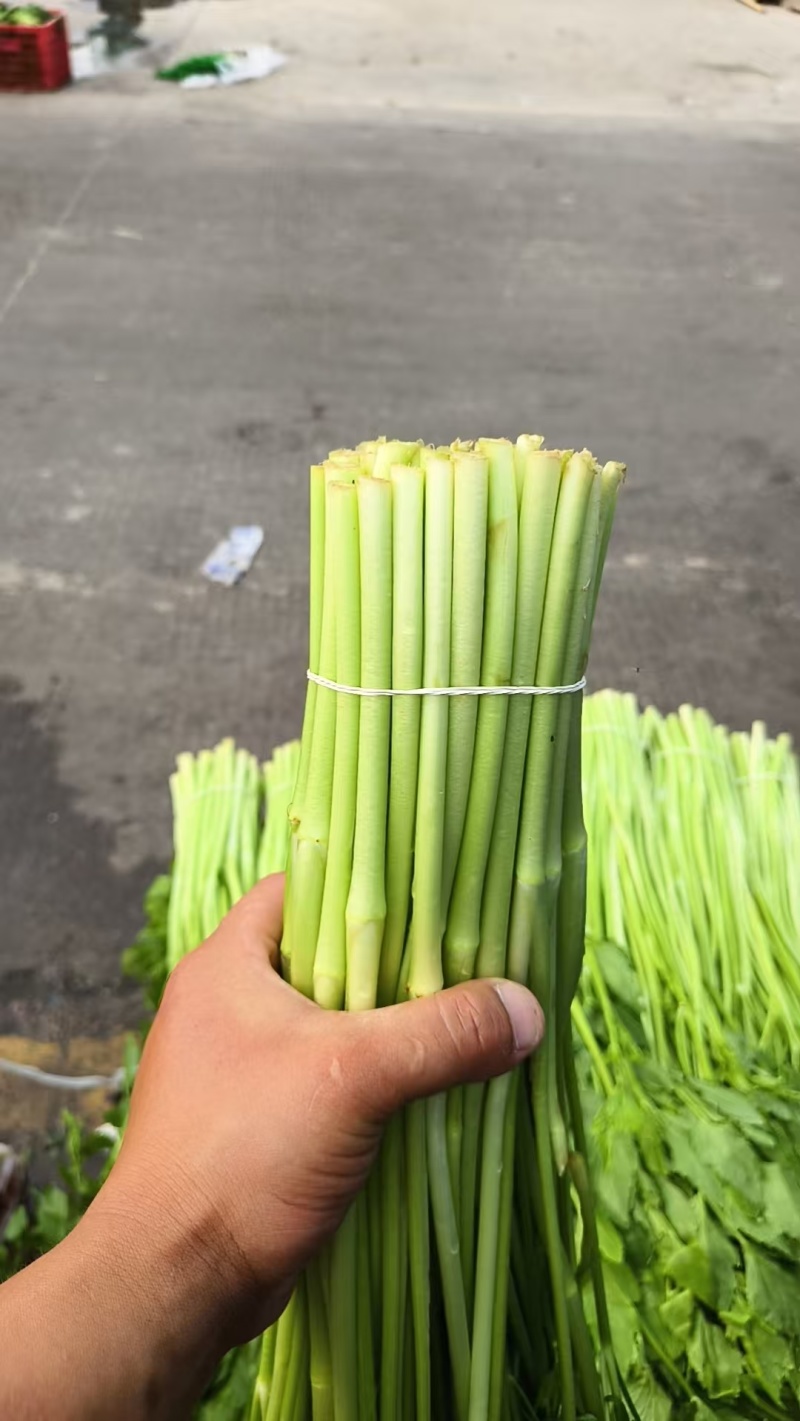 【芹菜】江苏精品水芹货源充足质量保障对接各大电商