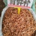 骨碎补大货价25元/斤