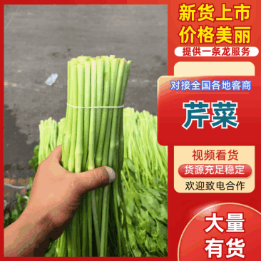 【芹菜】江苏精品水芹货源充足质量保障对接各大电商