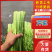 【芹菜】江苏精品水芹货源充足质量保障对接各大电商