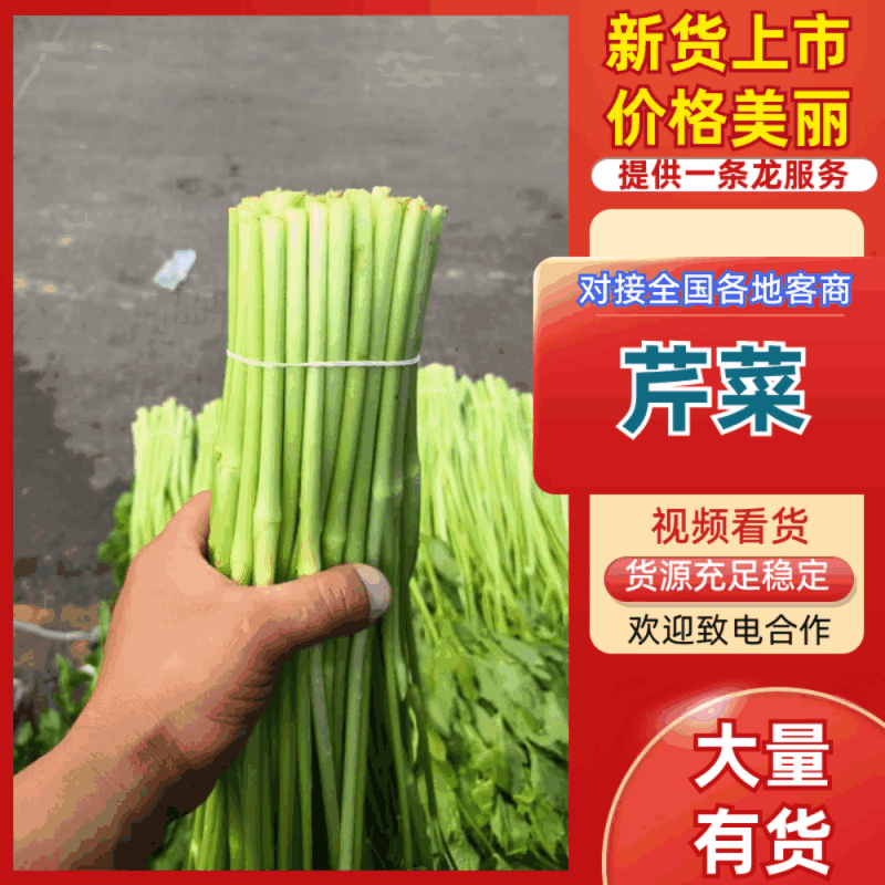 【芹菜】江苏精品水芹货源充足质量保障对接各大电商