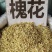 槐花大货价6元/斤