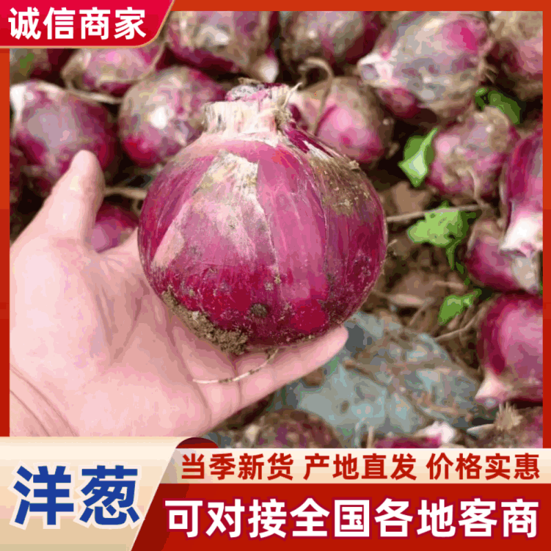 【推荐】河南二红洋葱紫皮洋葱基地直供全国代发保质保量