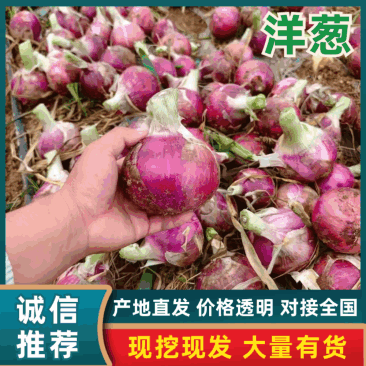 【优选】河南紫皮洋葱二红洋葱产地直发新鲜货品质好一手货源