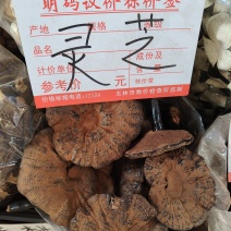 灵芝大货价175元/斤
