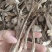 鹿茸菇大货价30元/斤