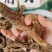 前胡大货价30元/斤