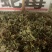 蛇莓大货价4元/斤