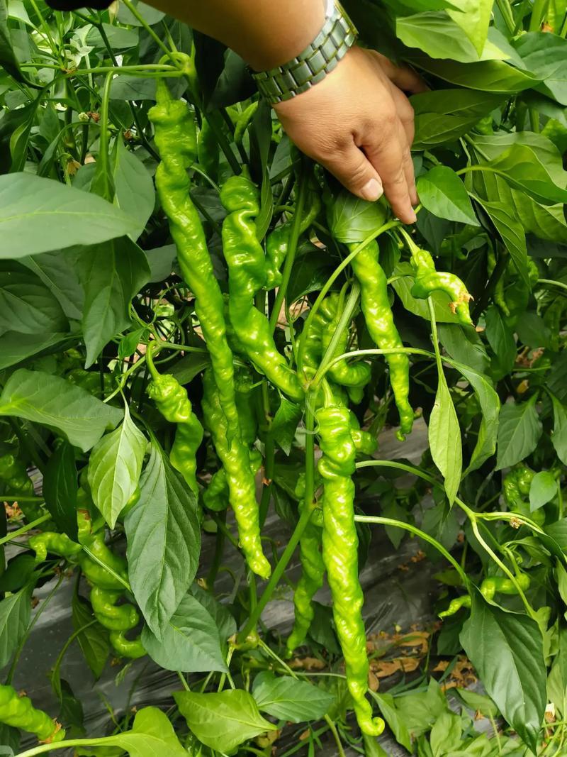 黄皮尖椒/螺丝椒/牛角椒/新鲜现摘大量有货/保质量