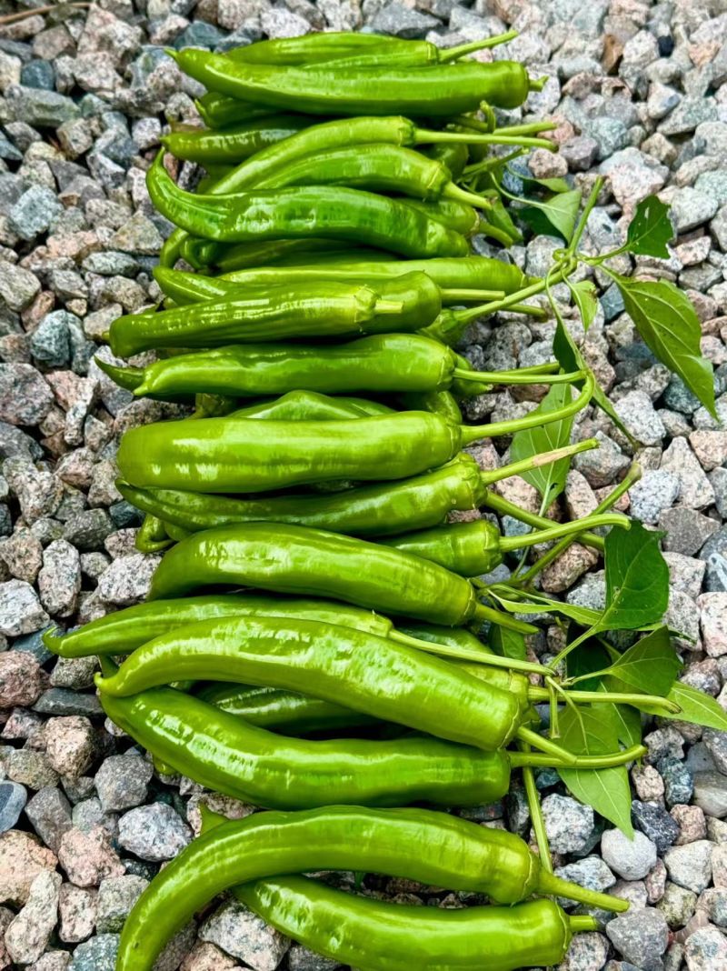 黄皮尖椒/螺丝椒/牛角椒/新鲜现摘大量有货/保质量