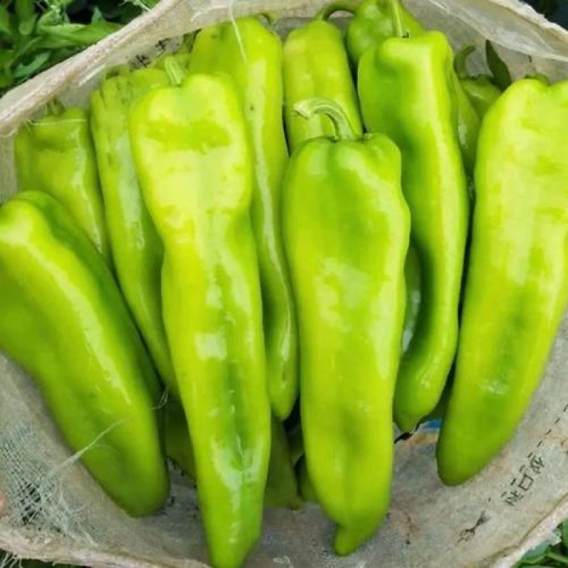 黄皮尖椒/螺丝椒/牛角椒/新鲜现摘大量有货/保质量