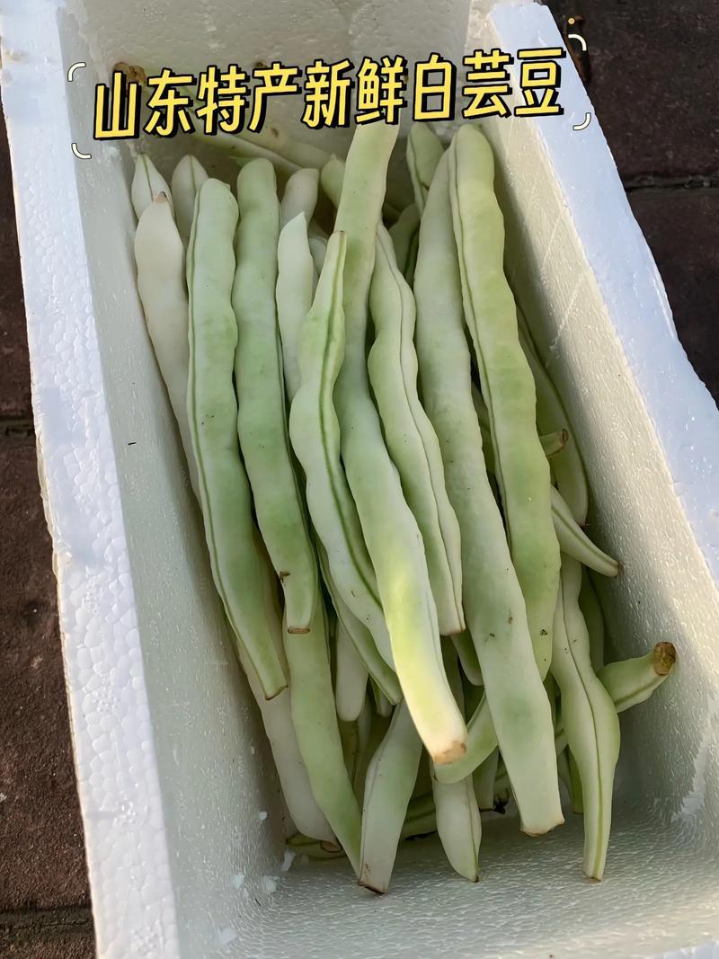 山东白不老豆角基地直发对接电商市场商超可视频
