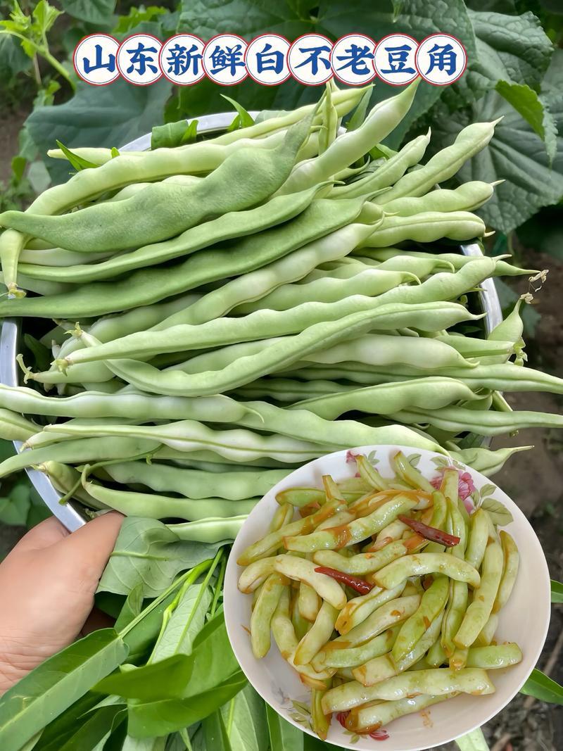山东白不老豆角基地直发对接电商市场商超可视频