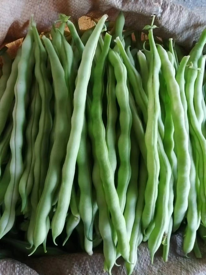 山东白不老豆角基地直发对接电商市场商超可视频