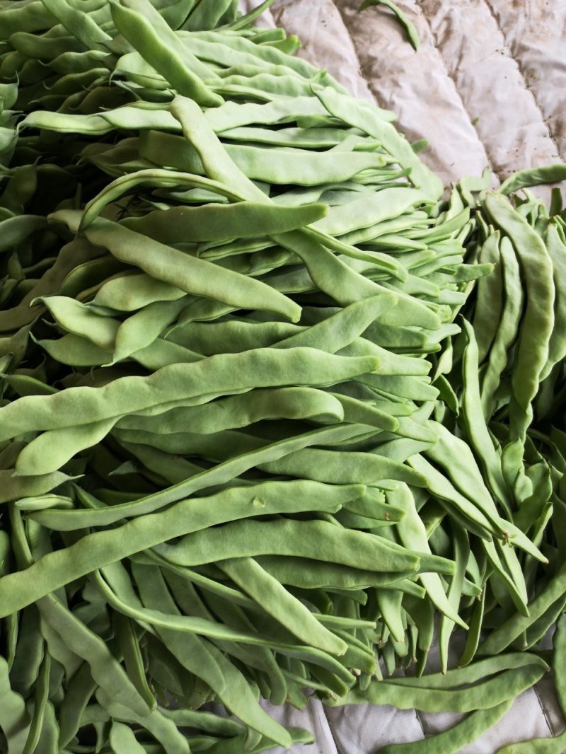 山东扁豆角扁豆基地直发一手货源可视频看货