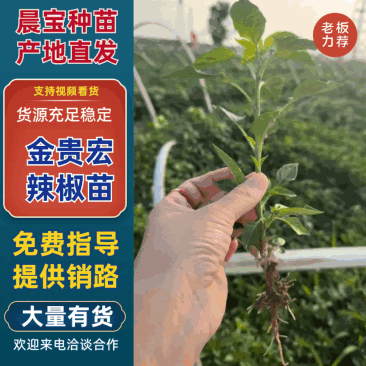 金贵宏辣椒苗免费技术指导后期提供销路对接各大农场