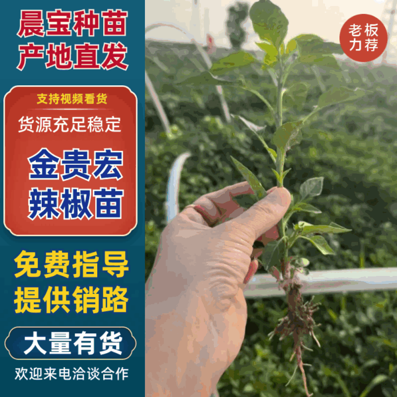 金贵宏辣椒苗免费技术指导后期提供销路对接各大农场