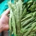 山东扁豆角扁豆基地直发一手货源可视频看货