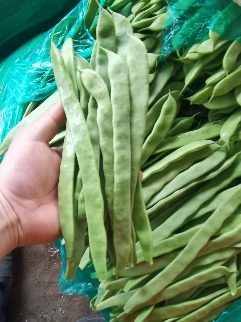 山东扁豆角扁豆基地直发一手货源可视频看货