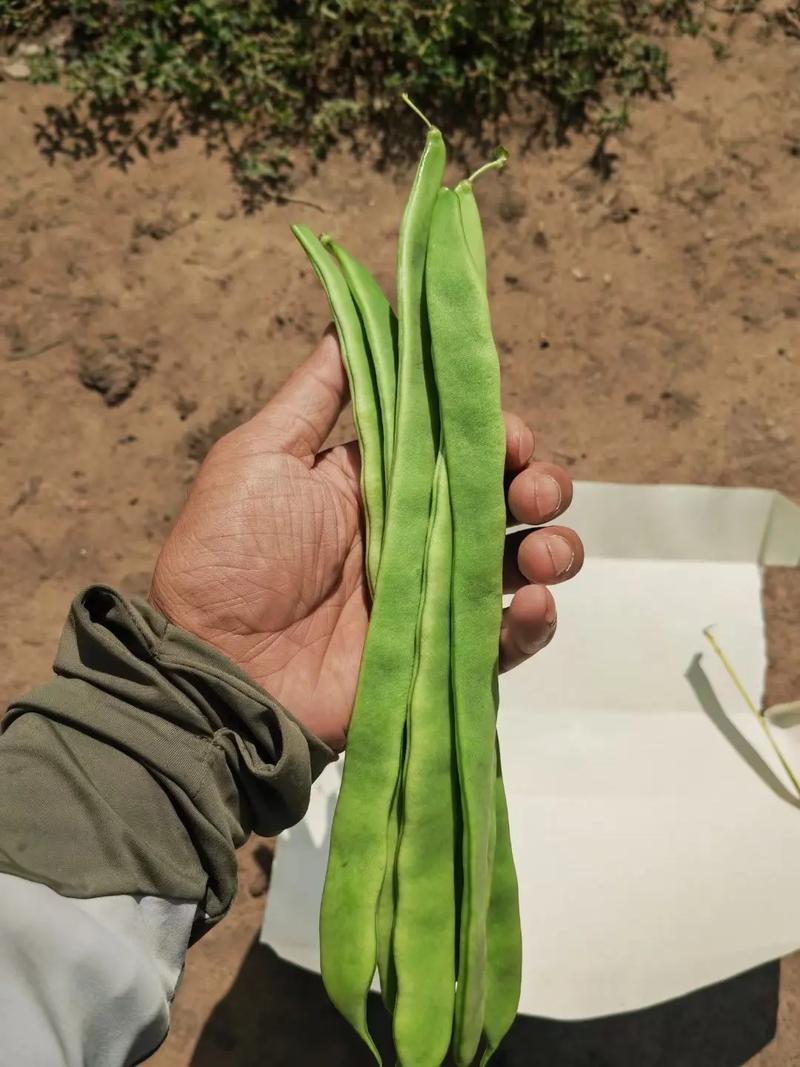 山东扁豆角扁豆基地直发一手货源可视频看货