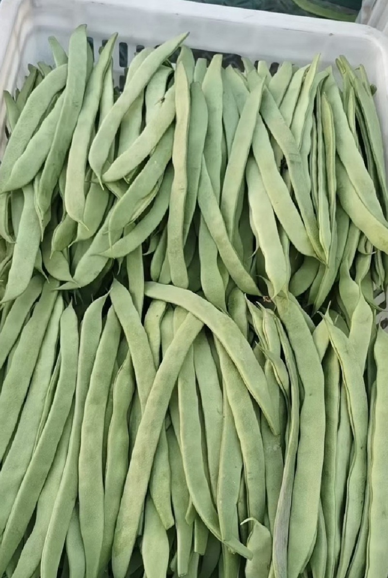 山东扁豆角扁豆基地直发一手货源可视频看货