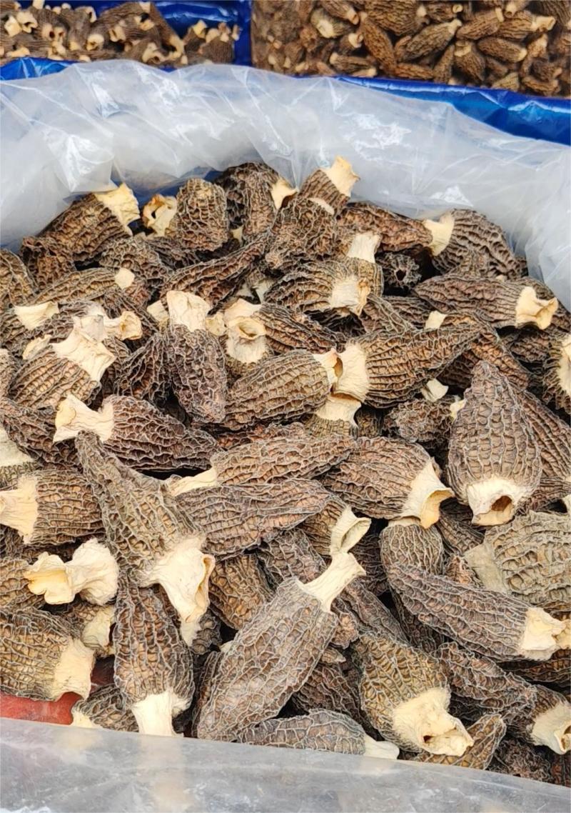 羊肚菌大货价145元/斤