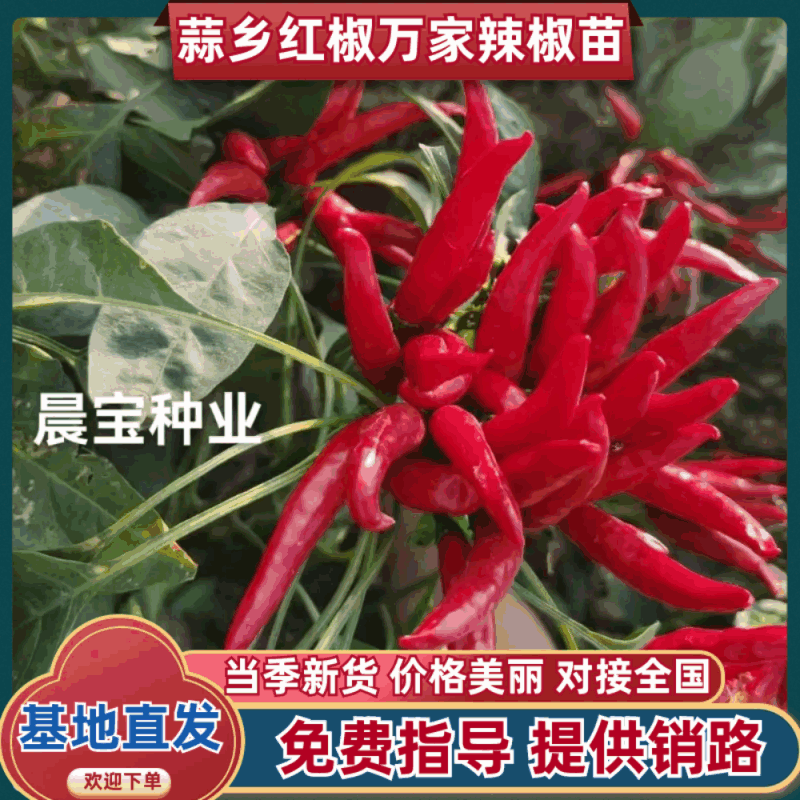 【晨宝种业】蒜乡红朝天椒辣椒苗签合同包回收免费技术指导