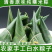 湖北洪湖清水粽子，一手货源，厂家直销