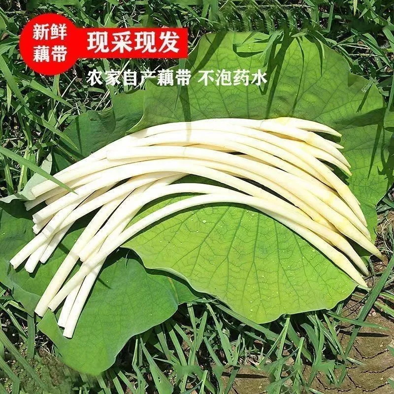 2026洪湖藕尖，现挖脆嫩藕，一手货源