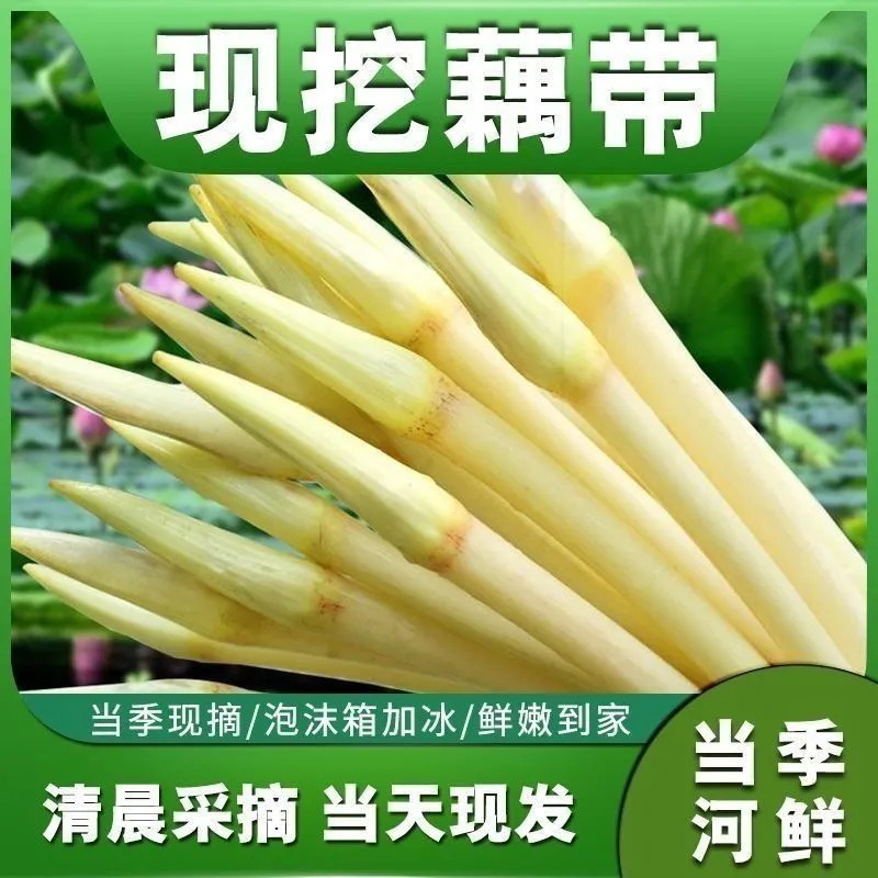 2026洪湖藕尖，现挖脆嫩藕，一手货源