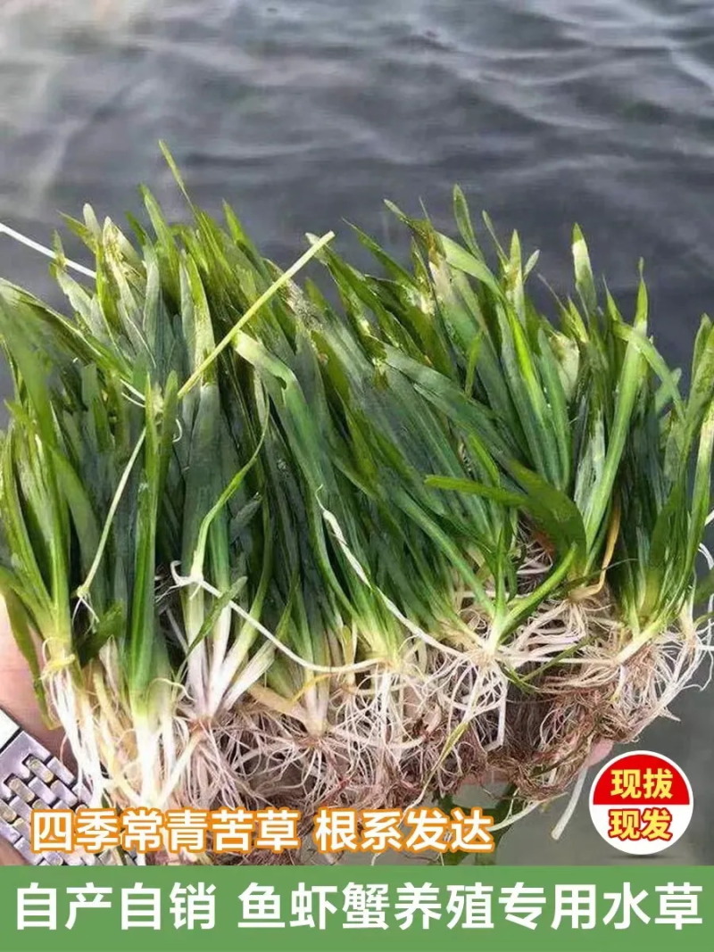 四季苦草短叶矮生苦草超矮螃蟹鱼塘养殖专用