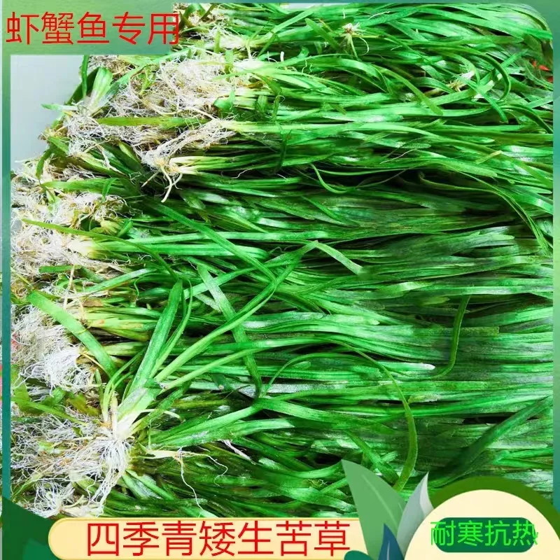 四季苦草短叶矮生苦草超矮螃蟹鱼塘养殖专用