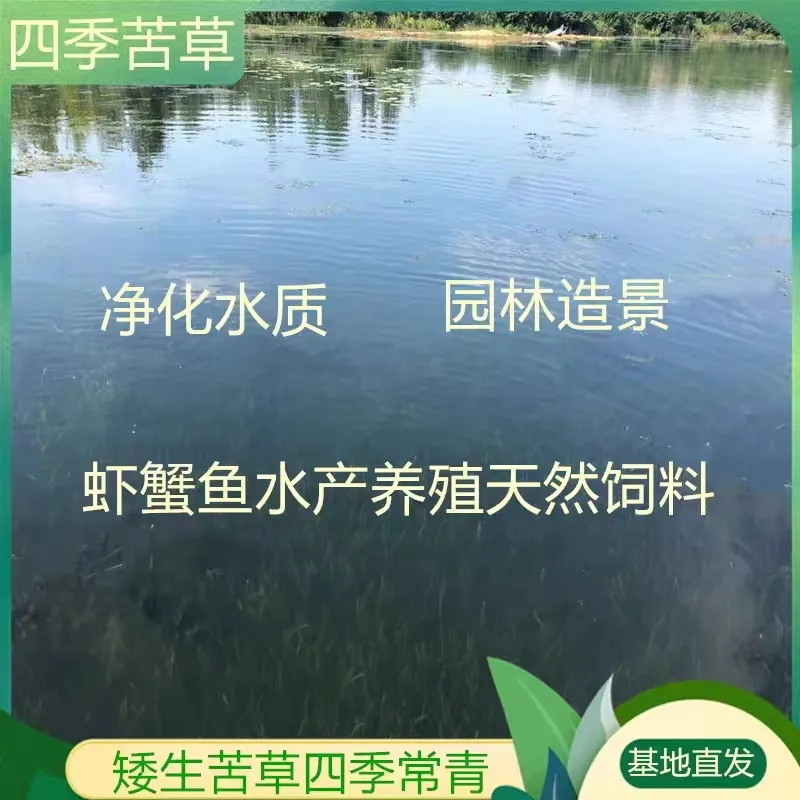 四季苦草短叶矮生苦草超矮螃蟹鱼塘养殖专用