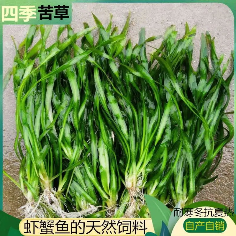 四季苦草短叶矮生苦草超矮螃蟹鱼塘养殖专用
