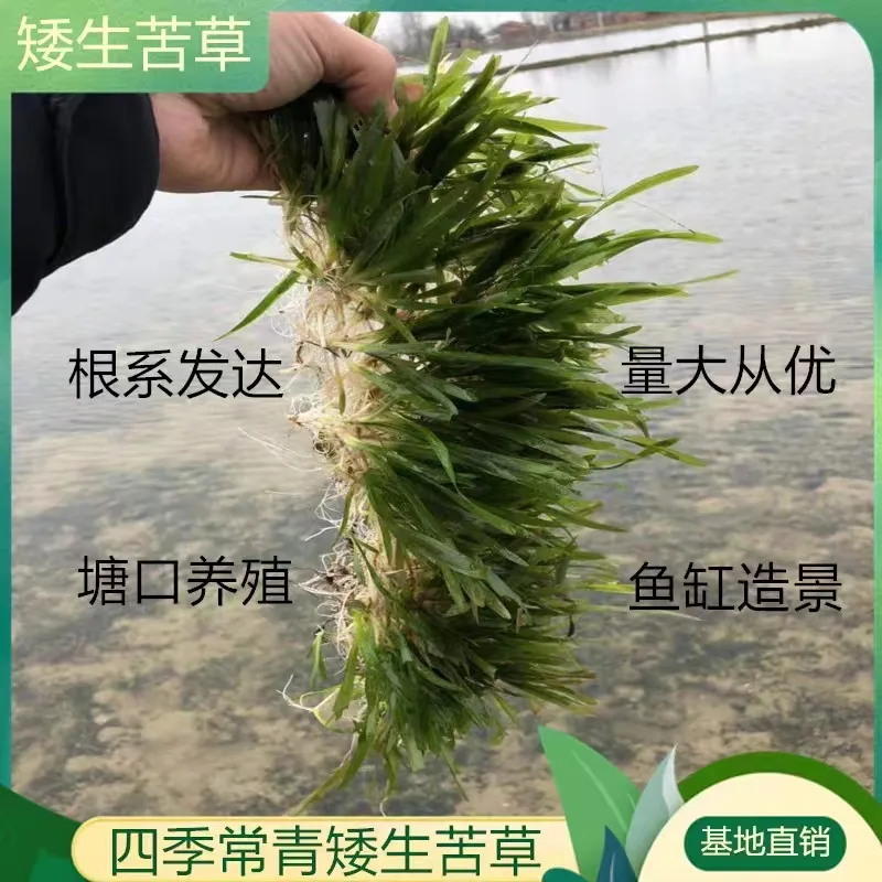 四季苦草短叶矮生苦草超矮螃蟹鱼塘养殖专用